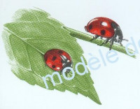 Coccinelle