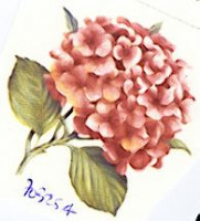 Hortensia rose